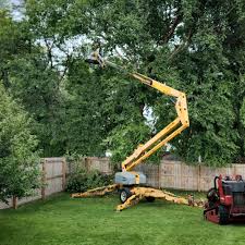 Tree and Shrub Care in Bonne Terre, MO