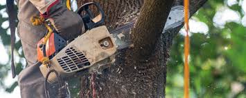 Reliable Bonne Terre, MO Tree Care Solutions