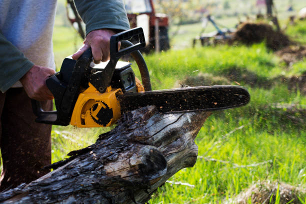 How Our Tree Care Process Works  in  Bonne Terre, MO